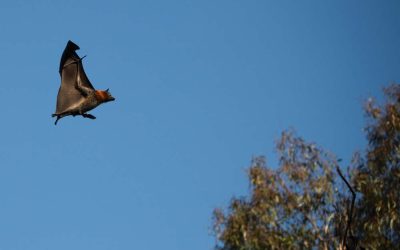 Bats! A Luxury Home Builder Halloween Treat?