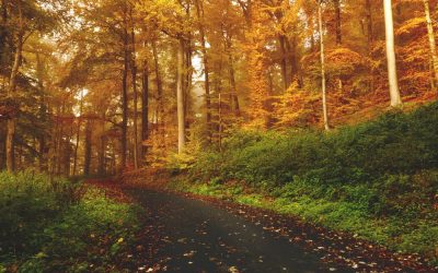 Leaves are falling on your Luxury Custom Home
