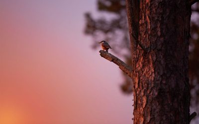When Birds Become a Nuisance Rather than a Welcome Presence